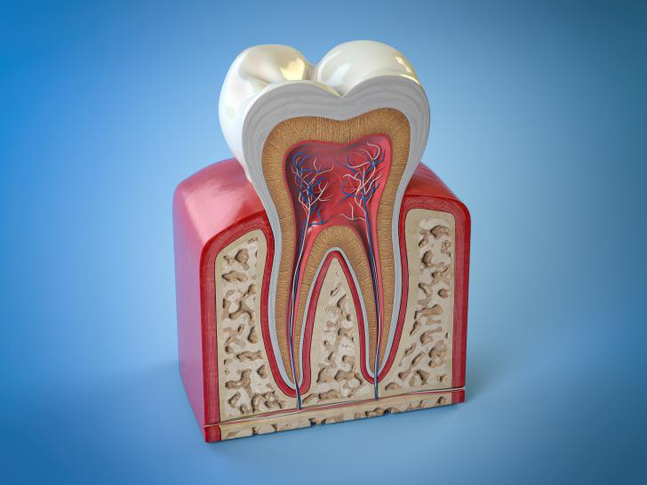 Dentina