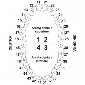 Denti nomi e numeri