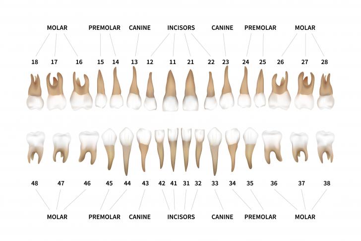 Denti nomi e numeri