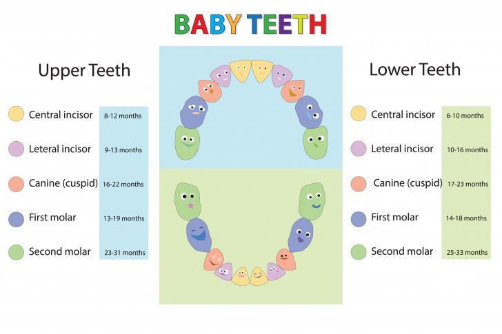 Numerazione denti bambini