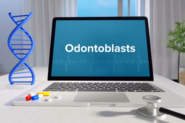 Odontoblasti